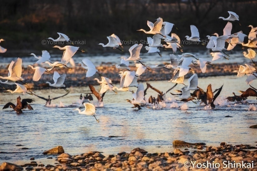多摩川の鳥　朝
