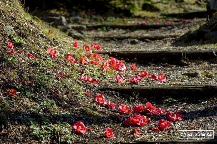 花のある風景