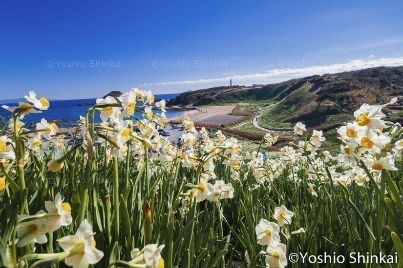 花のある風景