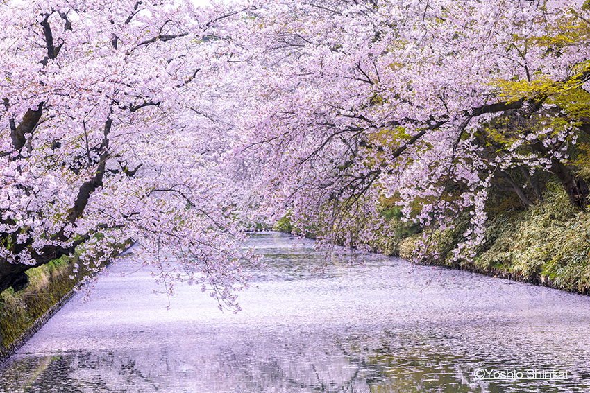 花のある風景